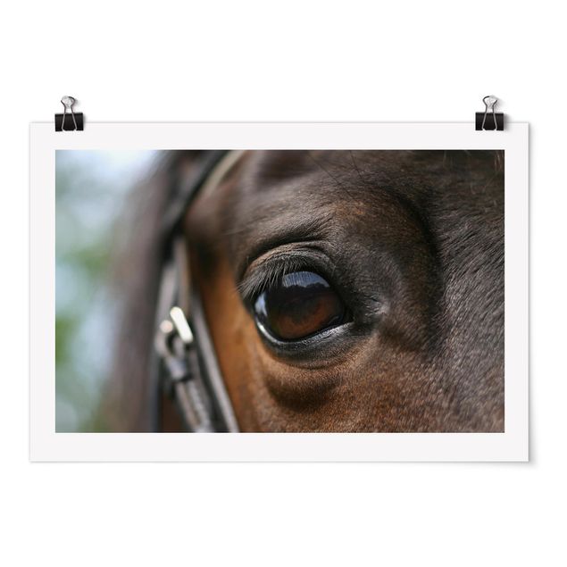 Poster - Horse Eye