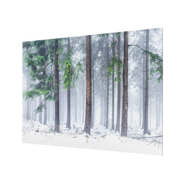Splashback - Conifers In Winter - Landscape format 4:3