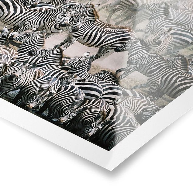 Poster - Zebra Herd