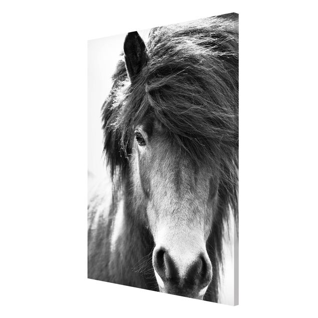 Magnetic memo board - Icelandic Horse In Black And White