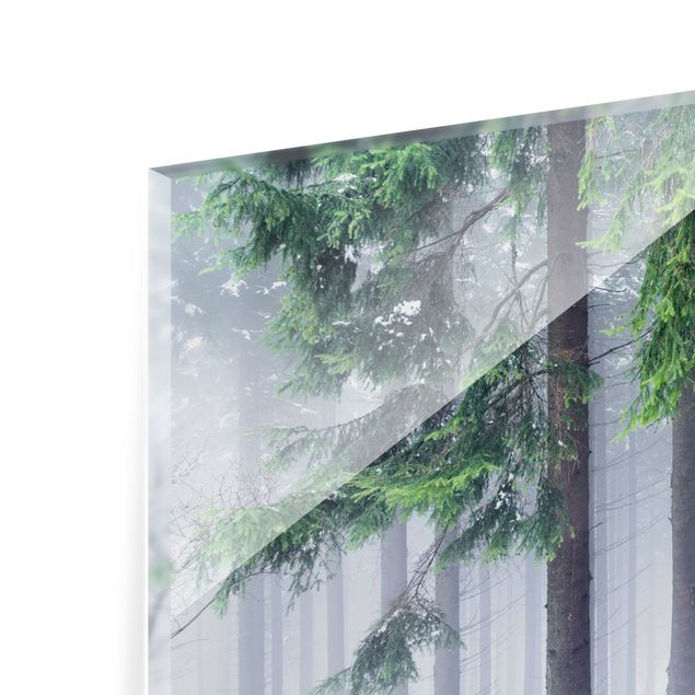 Splashback - Conifers In Winter - Landscape format 2:1