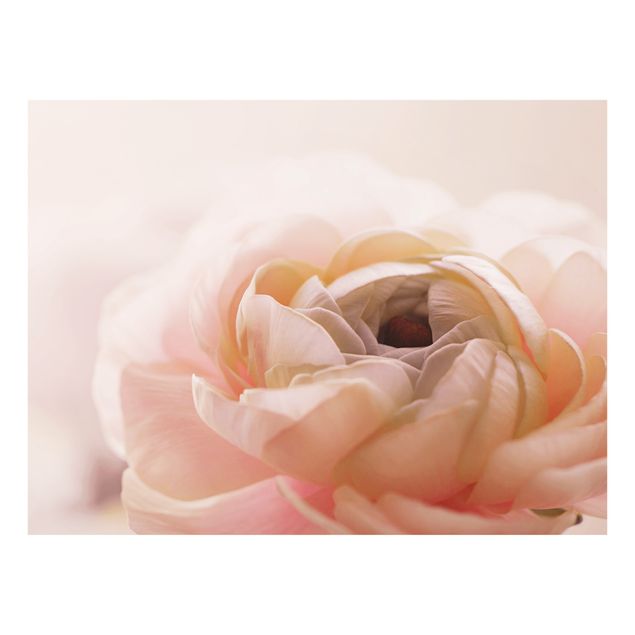 Splashback - Focus On Light Pink Flower - Landscape format 4:3