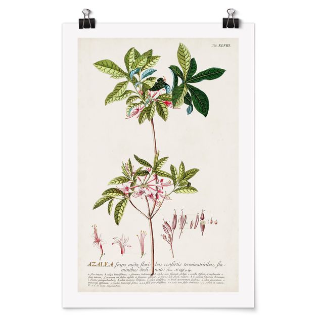Poster - Vintage Botanical Illustration Azalea