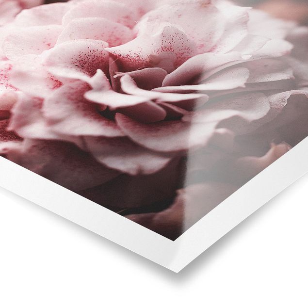 Poster - Shabby Light Pink Rose Pastel