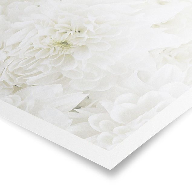Poster flowers - Dahlias Sea Of Flowers White