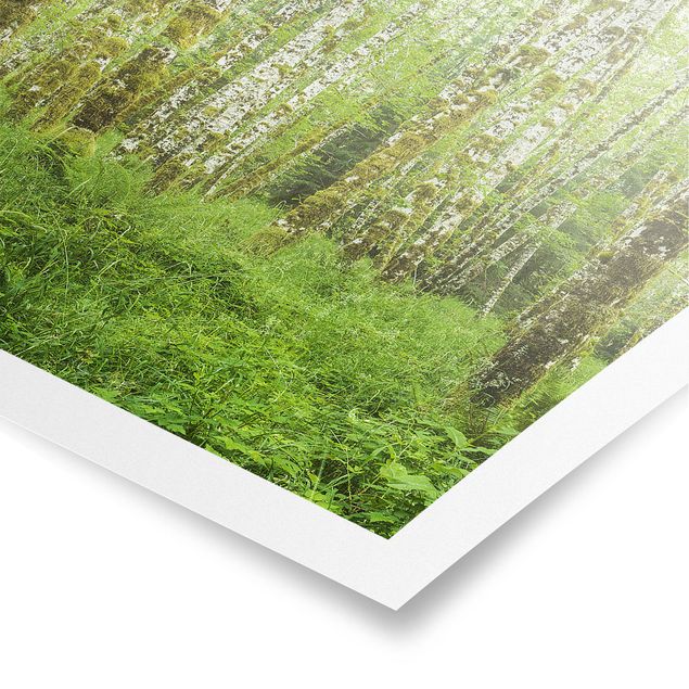 Poster nature & landscape - Hoh Rainforest Olympic National Park
