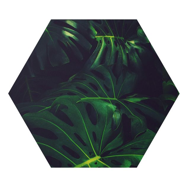 Forex hexagon - Monstera Jungle