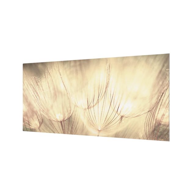 Splashback - Dandelions Close-Up In Cozy Sepia Tones