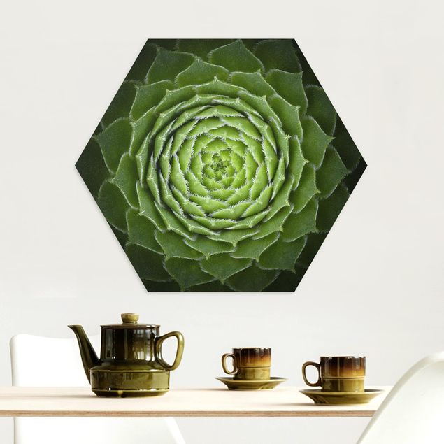Alu-Dibond hexagon - Mandala Succulent
