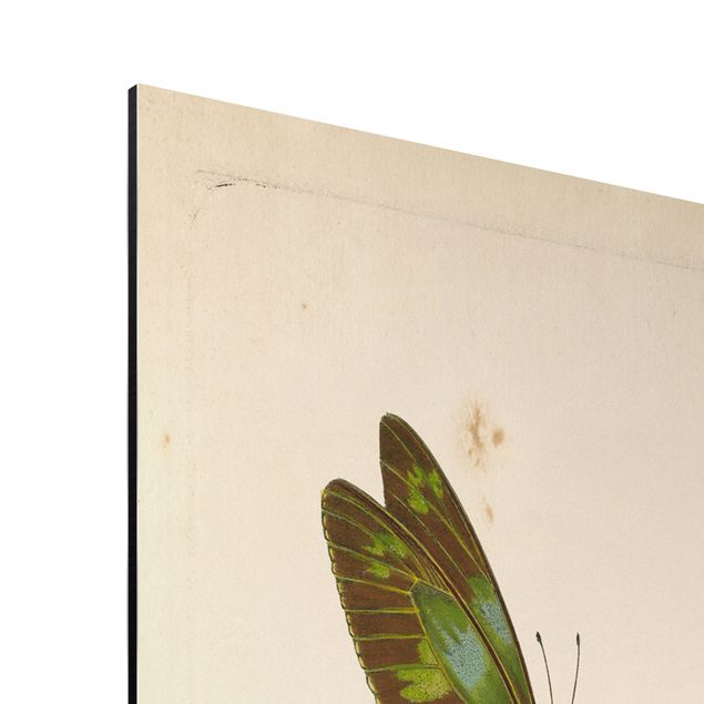 Print on aluminium - Vintage Illustration Exotic Butterflies