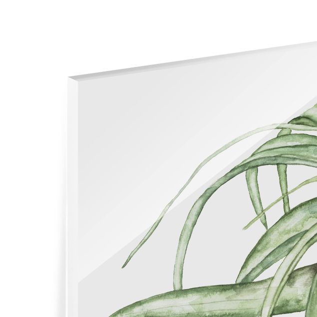 Splashback - Air Plant Watercolour I