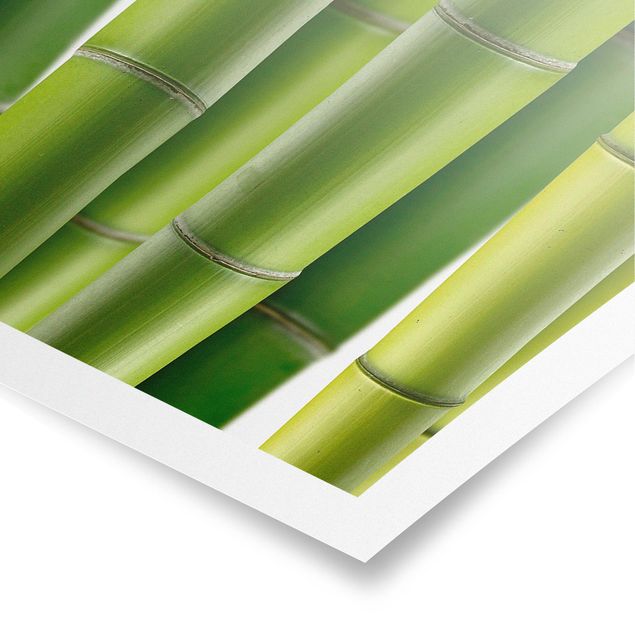 Poster forest - Bamboo Plants