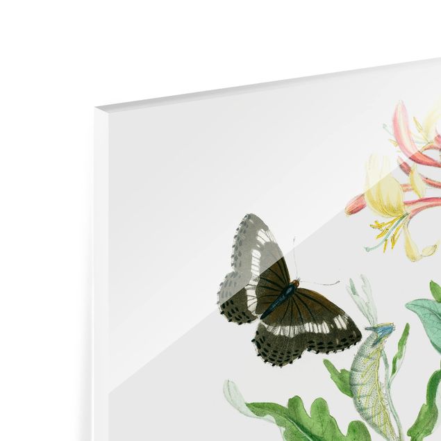 Glass Splashback - British Butterflies IV - Square 1:1