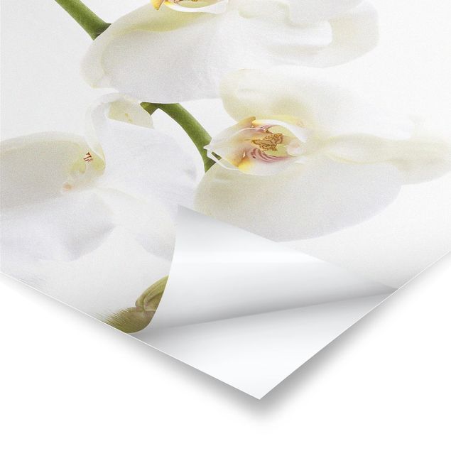 Poster - White Orchid Waters