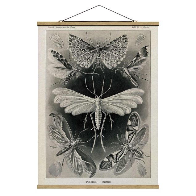 Fabric print with poster hangers - Vintage Board Moths And Butterflies