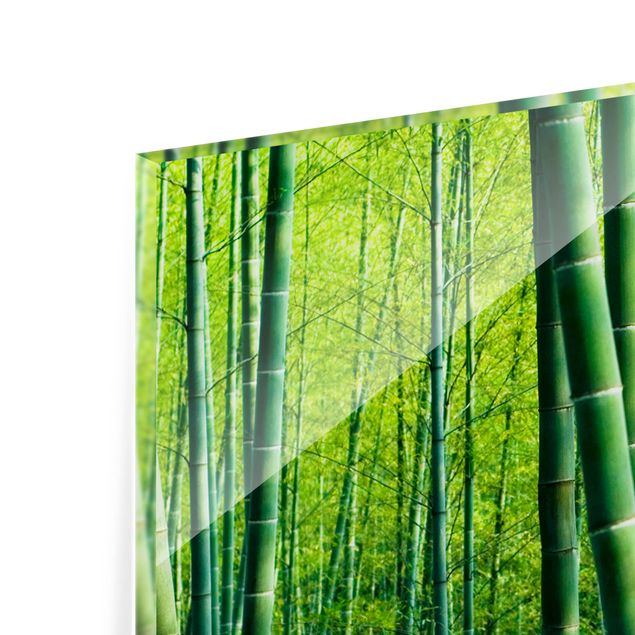 Splashback - Bamboo Forest