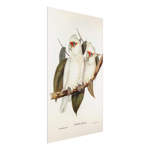 Glass print - Vintage Illustration White Cockatoo