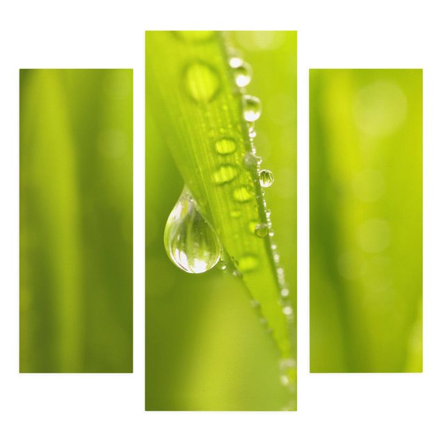 Print on canvas 3 parts - Morning Dew