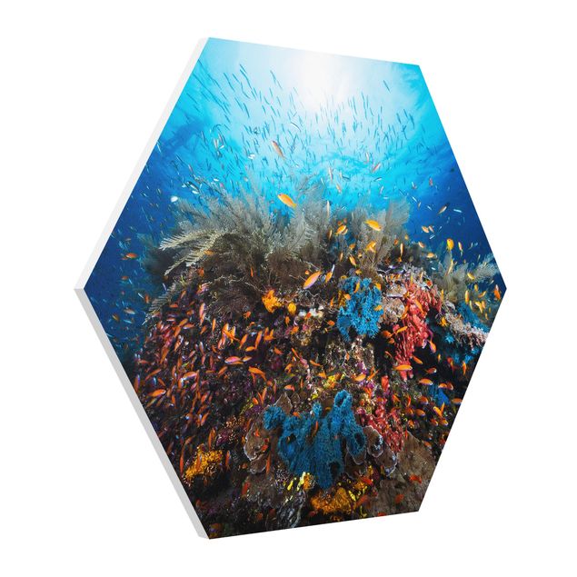 Forex hexagon - Lagoon Underwater
