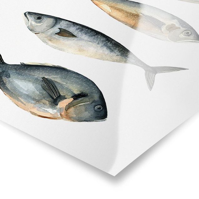Poster - Four Fish In Watercolour I
