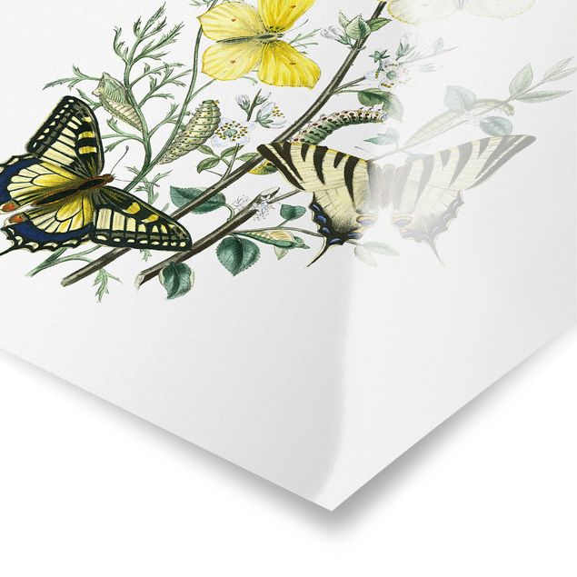 Poster - British Butterflies III