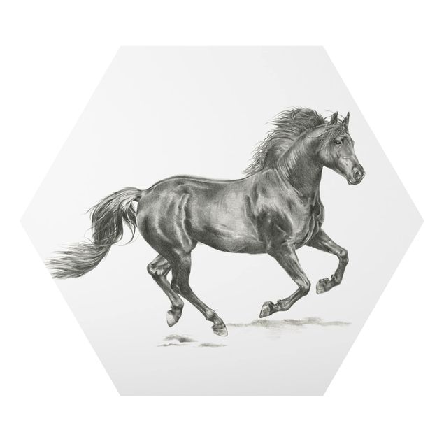 Alu-Dibond hexagon - Wild Horse Trial - Stallion