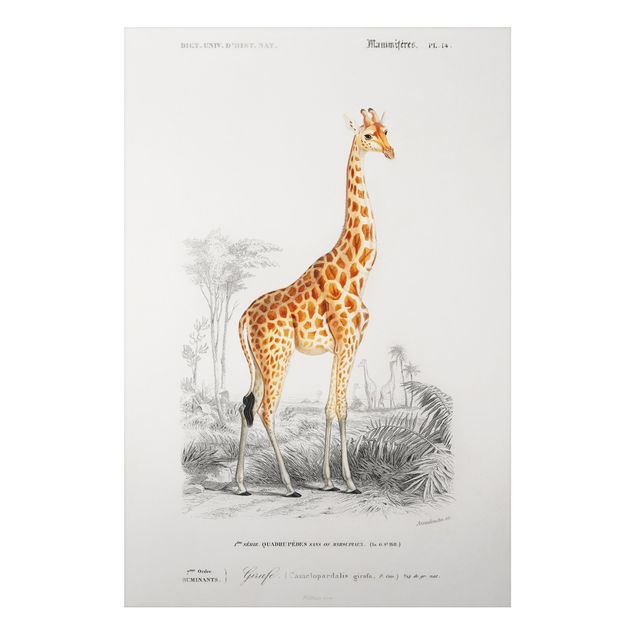 Print on aluminium - Vintage Board Giraffe