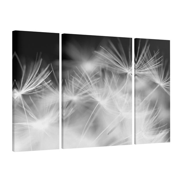 Print on canvas 3 parts - Moving Dandelions Close Up On Black Background