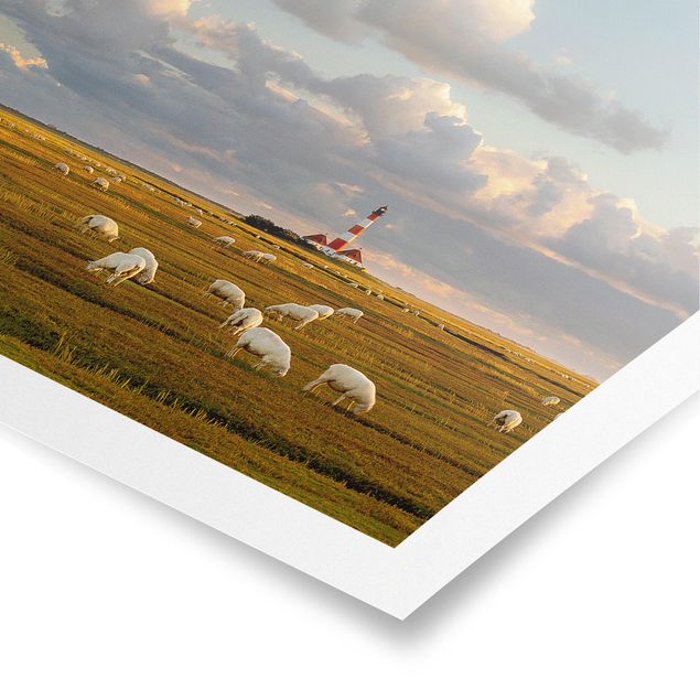 Poster - North Sea Lighthouse With Flock Of Sheep