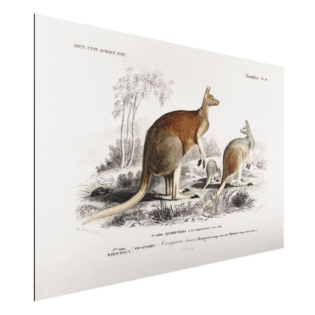 Alu dibond Vintage Board Kangaroo