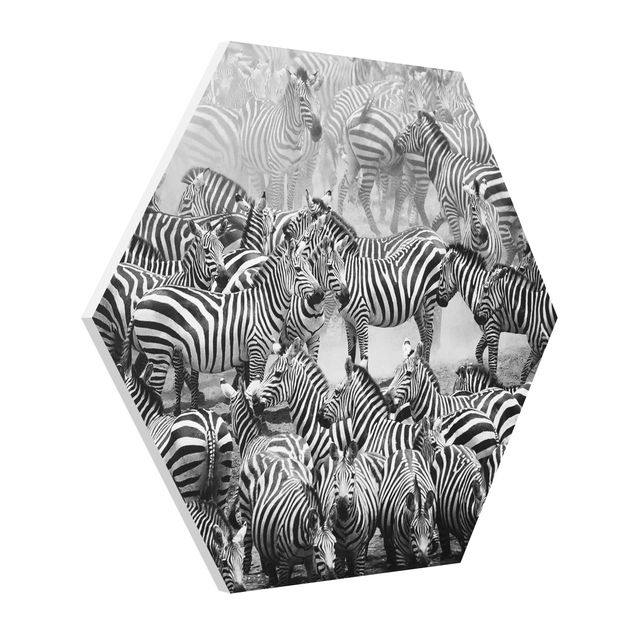 Forex hexagon - Zebra herd II