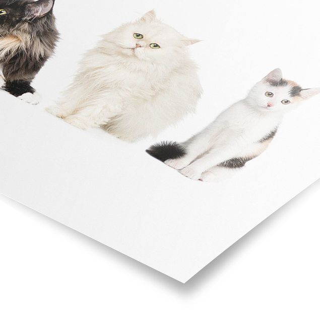 Poster - Cat Gang