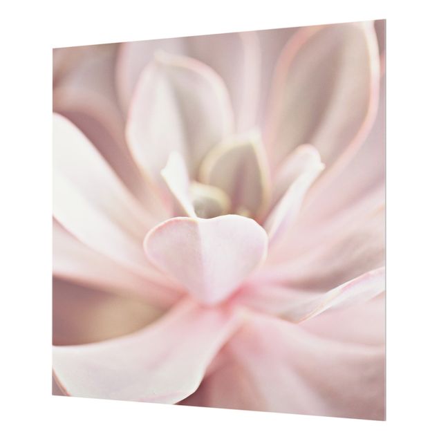 Splashback - Light Pink Succulent Flower - Square 1:1