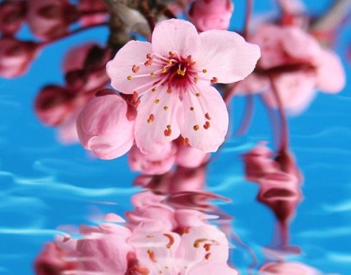 Window decoration - Cherry Blossom