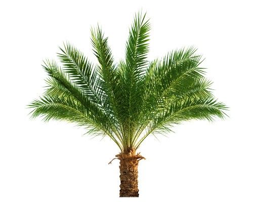Wall decal No.466 Palm IV