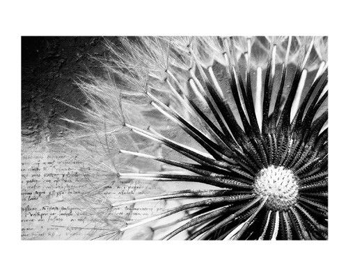 Window decoration - Dandelion Black & White