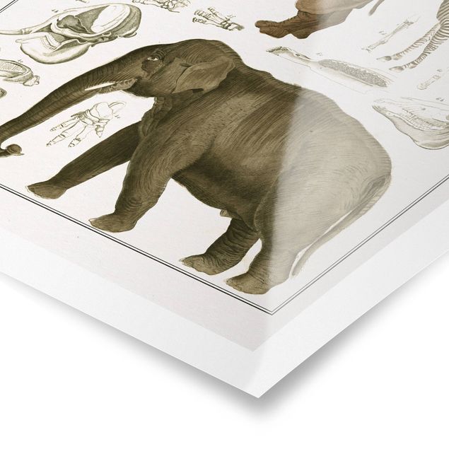 Poster - Vintage Board Elephant, Zebra And Rhino