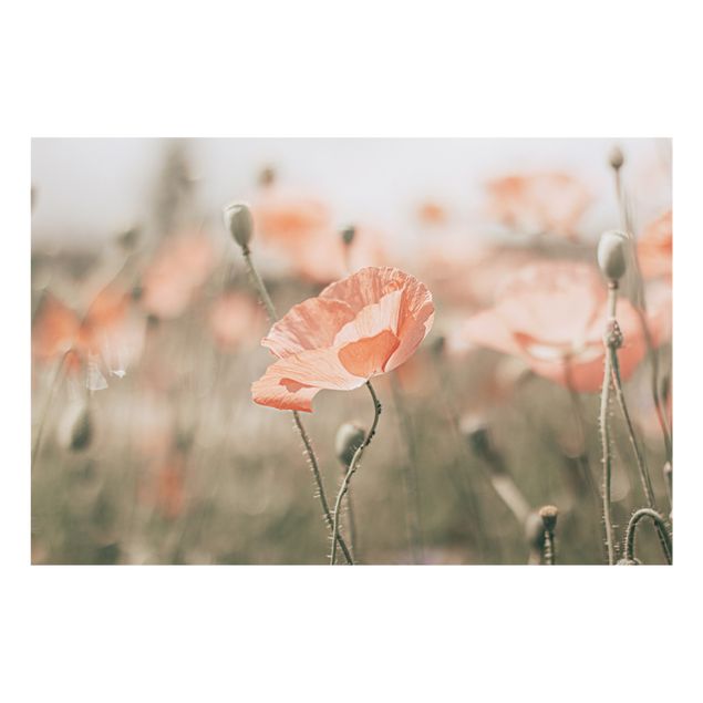 Splashback - Sun-Kissed Poppy Fields - Landscape format 3:2