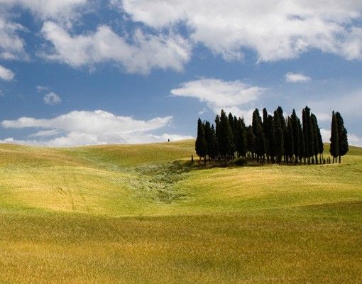 Window decoration - Cypresses In Tuscany
