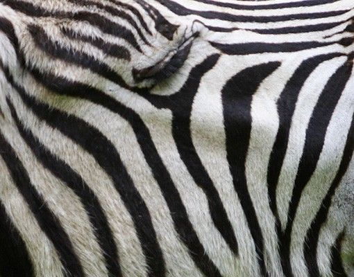 Tile sticker - Roaring Zebra