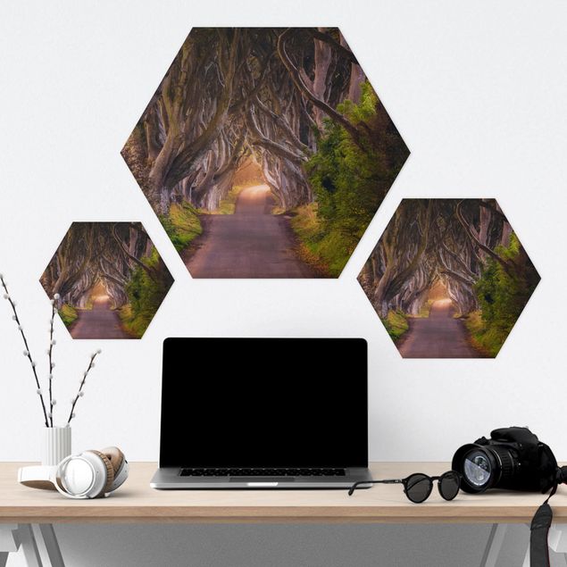 Alu-Dibond hexagon - Tunnel Of Trees