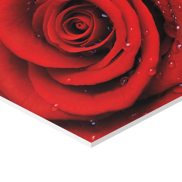 Forex hexagon - Red Rose With Water Drops