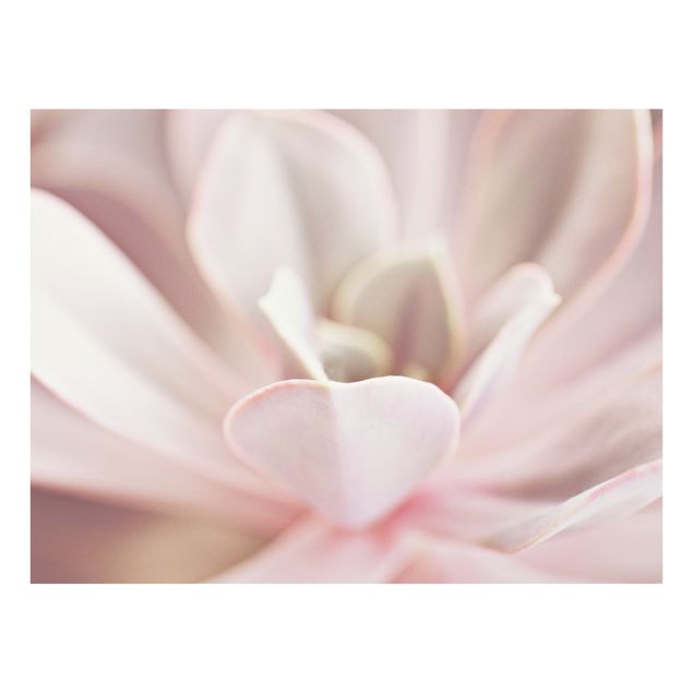 Splashback - Light Pink Succulent Flower - Landscape format 4:3