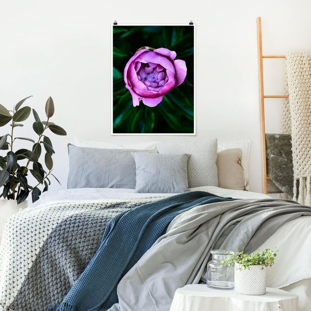 Poster - Purple Peonies Blossoms In Front Of Leaves
