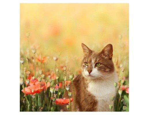 Window decoration - Cat In A Field Of Poppies