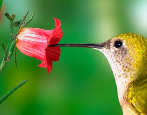 Tile sticker - Hummingbird And Flower