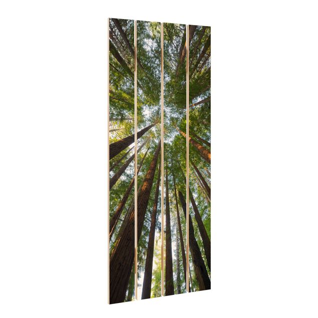 Print on wood - Sequoia Tree Tops