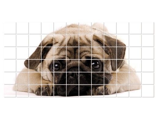 Tile sticker - Cuddly Pug