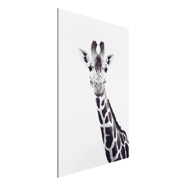 Alu dibond Giraffe Portrait In Black And White