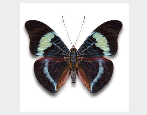 Window decoration - Lepidoptera
